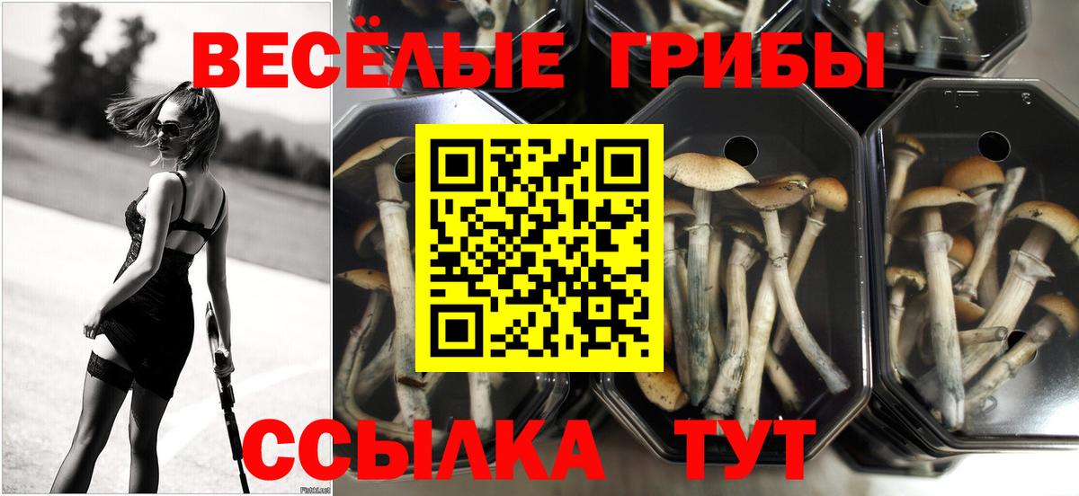 Псилоцибиновые грибы Cubensis  купить   Белово  Вход с VPN 